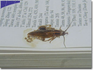 kakkerlakk.jpg (21567 bytes)